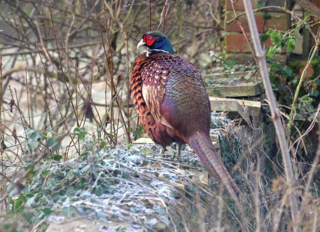 Male Pheasant by arkensiel
