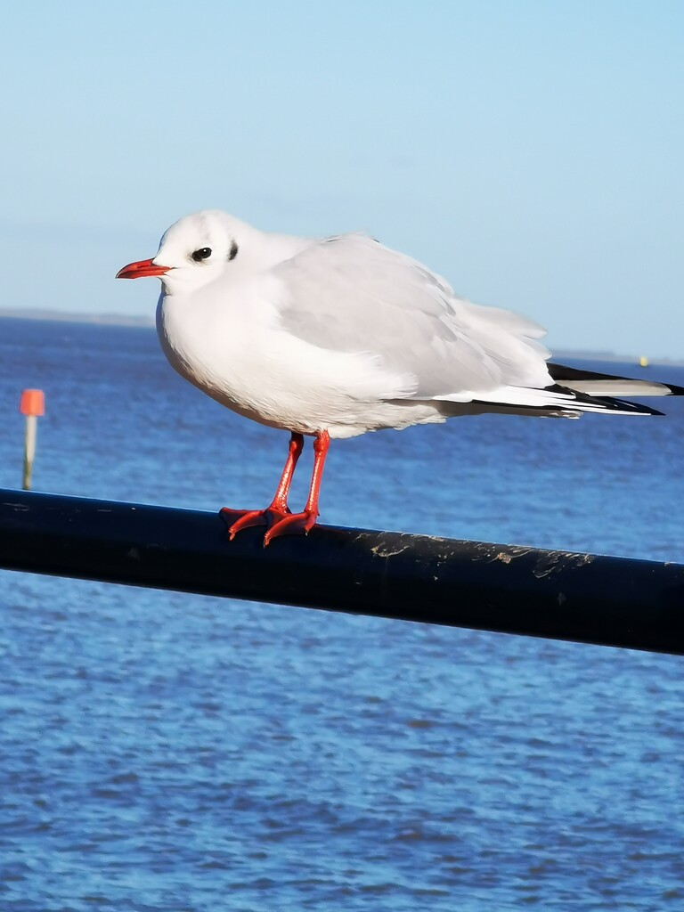 Seagull by plainjaneandnononsense