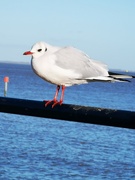27th Jan 2022 - Seagull