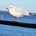 Seagull by plainjaneandnononsense