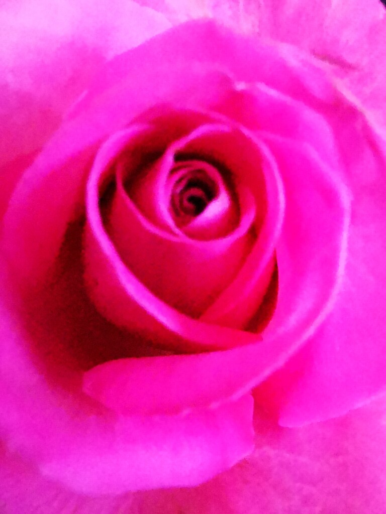 Pink Rose by plainjaneandnononsense