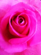 25th Jan 2022 - Pink Rose