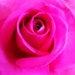 Pink Rose by plainjaneandnononsense