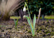 26th Jan 2022 - First sign of spring!