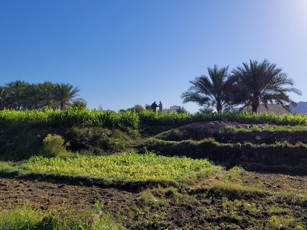 Omani farm by clearday