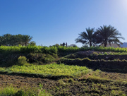 28th Jan 2022 - Omani farm