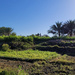 Omani farm by clearday