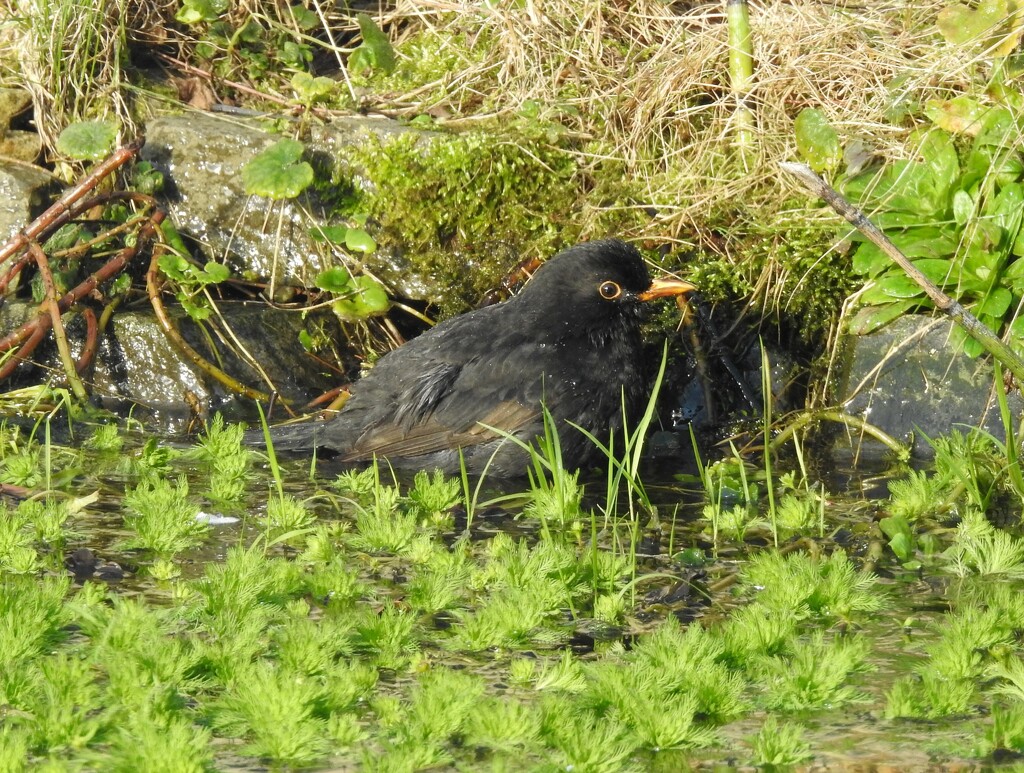  Mr Blackbird Having a Bath  by susiemc