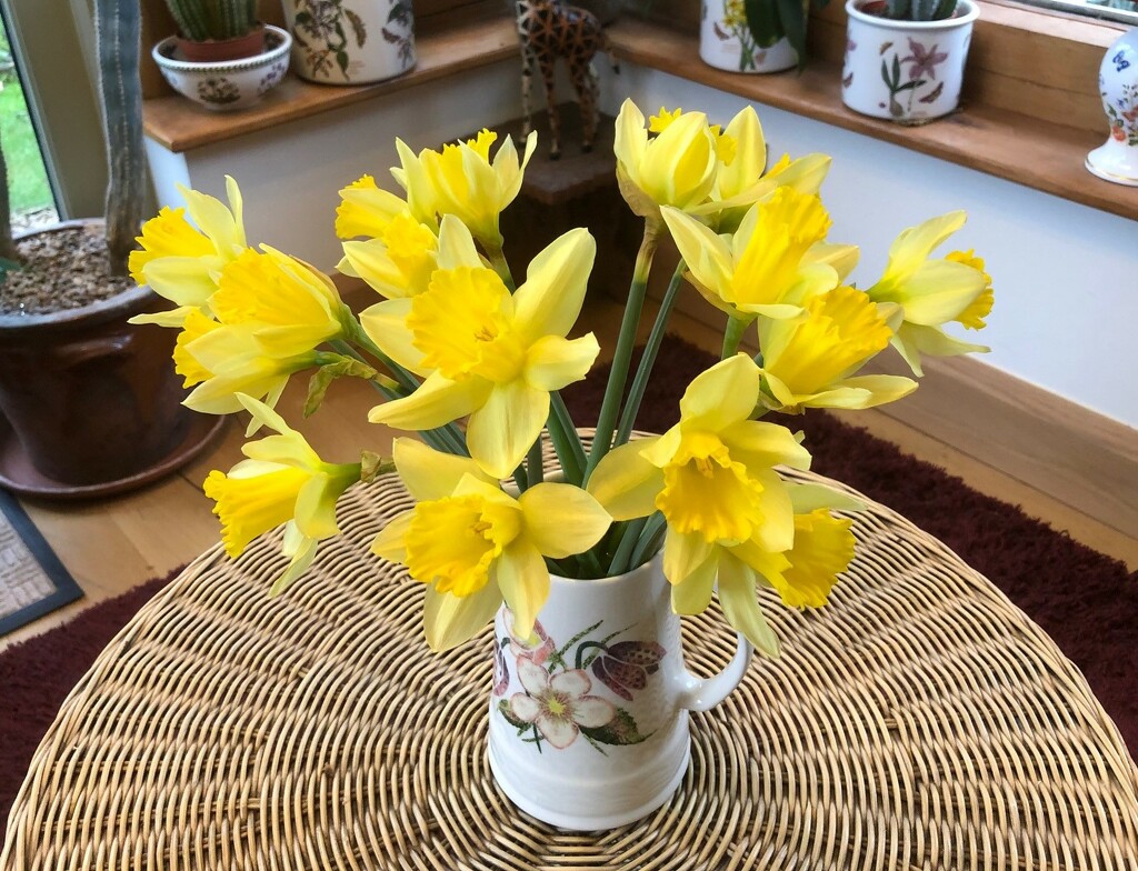 My First Daffodils by susiemc
