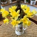 My First Daffodils