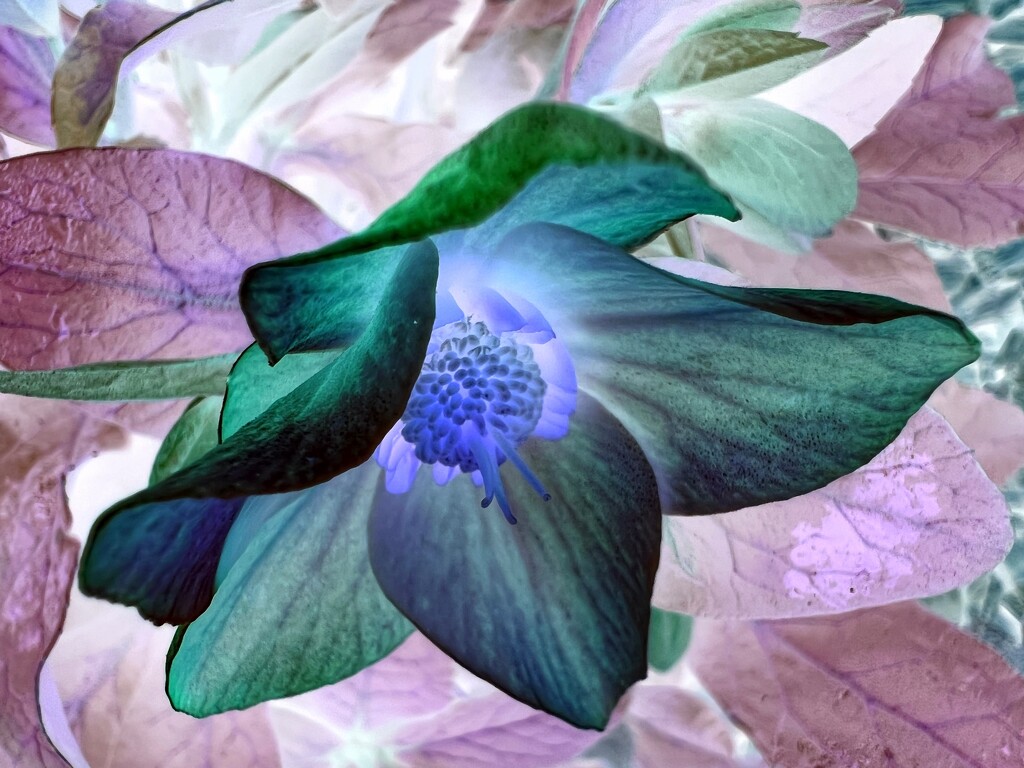 Inverted hellebore by shutterbug49