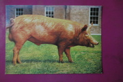28th Jan 2022 - Tamworth boar