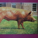 Tamworth boar by anniesue