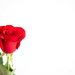 Just a Rose by happman