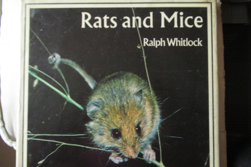 apparently I have a book about rats and mice! by anniesue