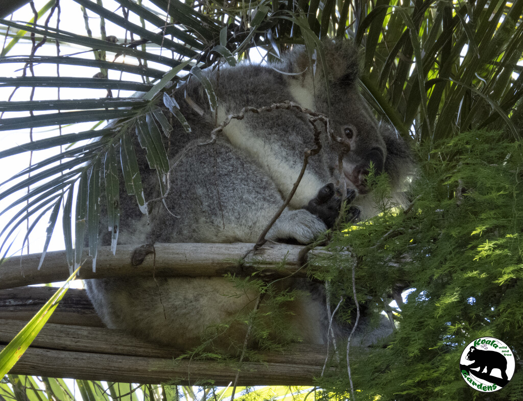 koalas in the garden by koalagardens