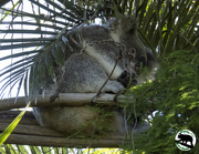27th Jan 2022 - koalas in the garden
