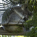koalas in the garden