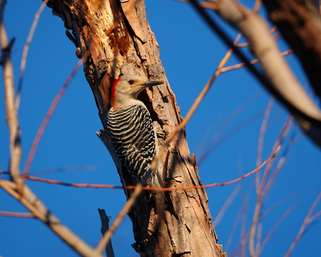 28-365 woodpecker by slaabs