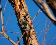 28th Jan 2022 - 28-365 woodpecker