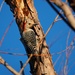 28-365 woodpecker by slaabs