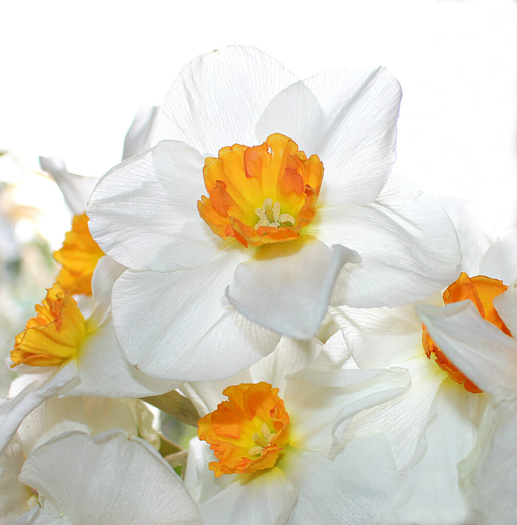 Narcissi on the window  sill.  by wendyfrost