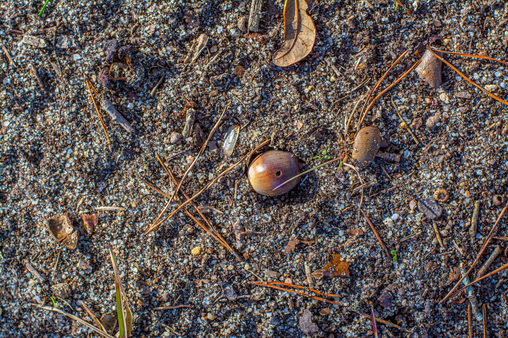 Useless acorn... by thewatersphotos