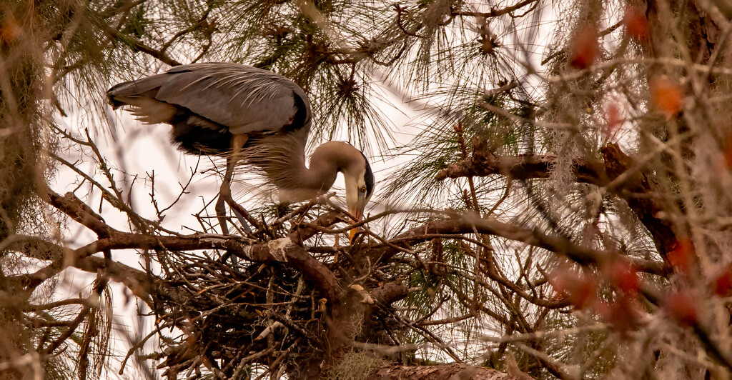 Blue Heron Straightening the Nest! by rickster549