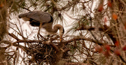 28th Jan 2022 - Blue Heron Straightening the Nest!