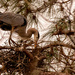 Blue Heron Straightening the Nest! by rickster549