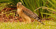 28th Jan 2022 - Red Shouldered Hawk After It's Snack!