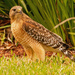 Red Shouldered Hawk After It's Snack! by rickster549