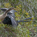 Anhinga Demonstrates Stretching Exercise by taffy