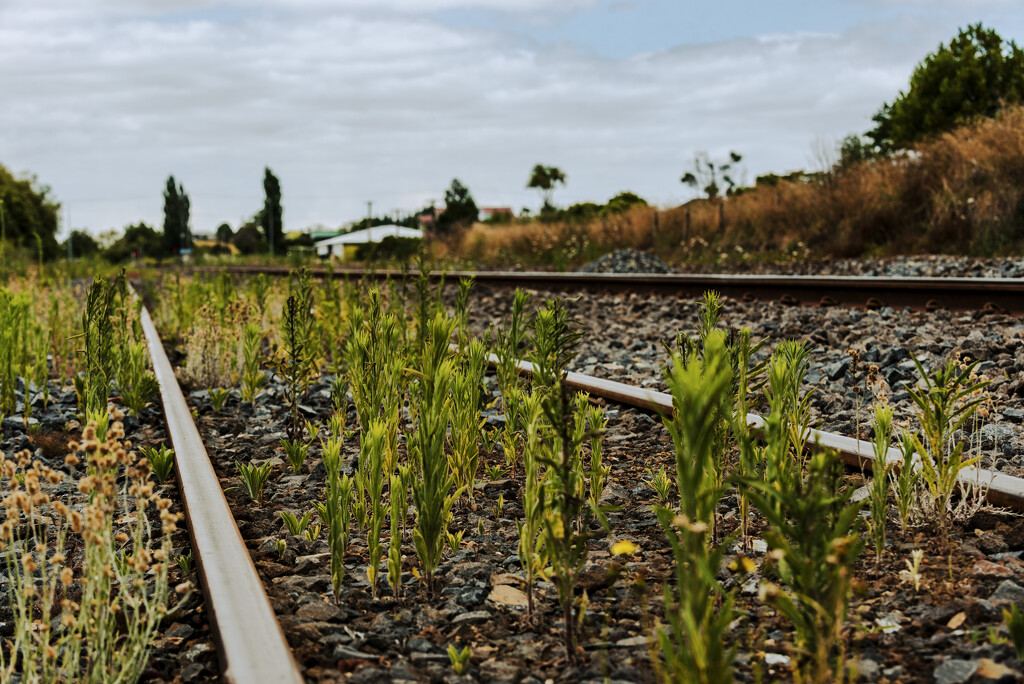 Weeds on the Line by nickspicsnz