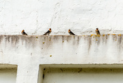 26th Jan 2022 - Welcome Swallows