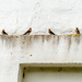 Welcome Swallows by nickspicsnz
