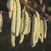 Catkins by mitchell304