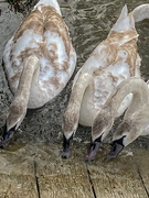 28th Jan 2022 - feeding swans