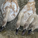 feeding swans by cam365pix