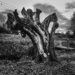 cut tree by cam365pix