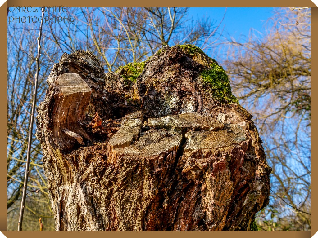 An Old Tree Stump by carolmw