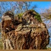 An Old Tree Stump by carolmw