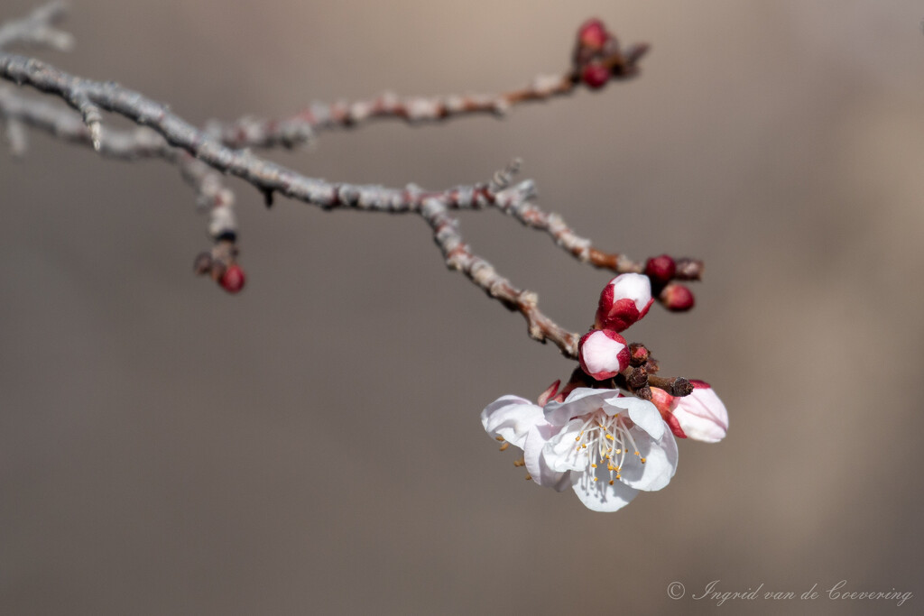 Apricot blossom by ingrid01