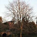 Sunlit Tree by oldjosh