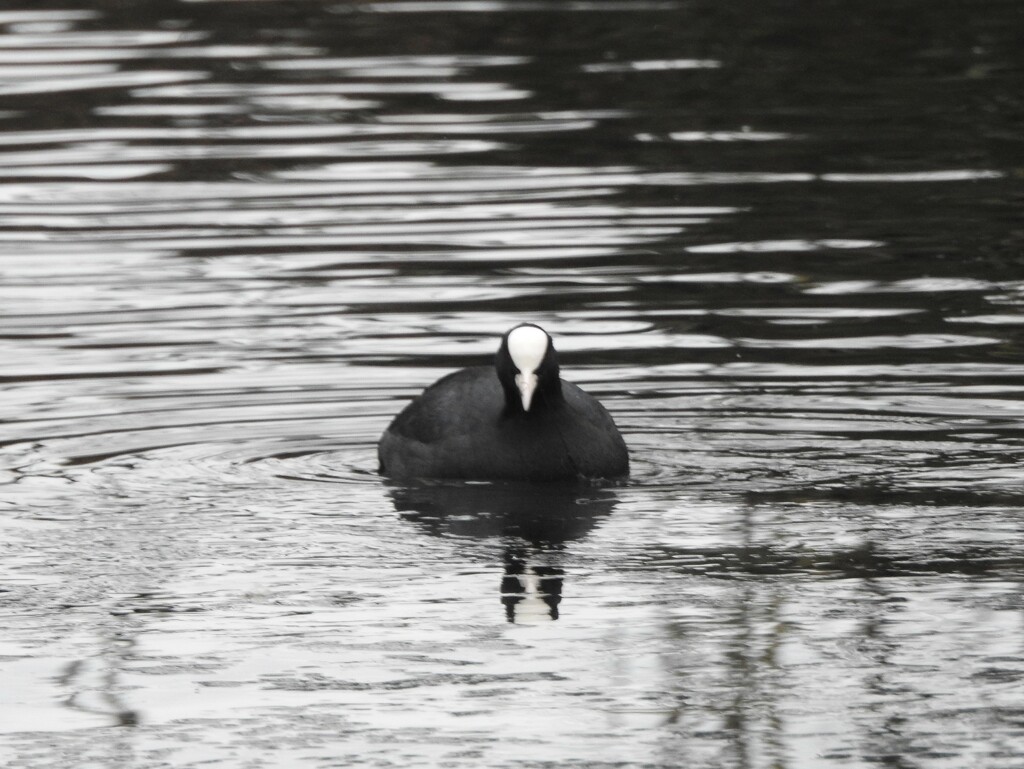 Coot by oldjosh