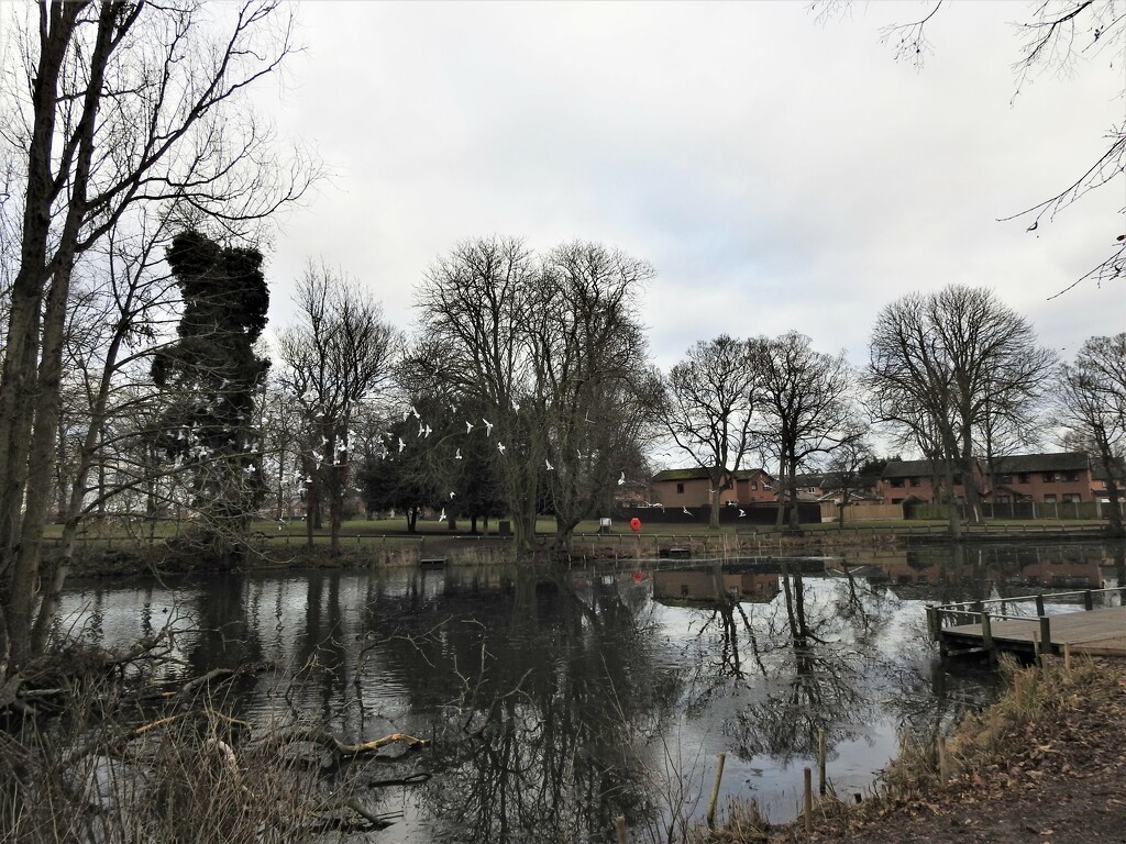 Winter Pond by oldjosh