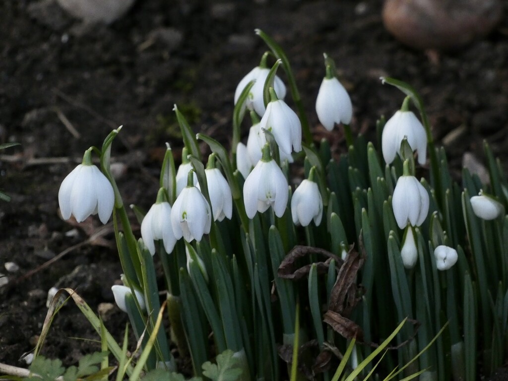 Mum’s snowdrops by orchid99