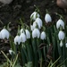 Mum’s snowdrops by orchid99