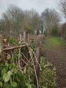 29th Jan 2022 - Winter.. is the season for hedge laying