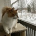 Winter kitty by katriak